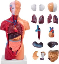 Human Anatomy Torso Model 10.5 Inch Anatomical Assembly Model of Human Organs 15