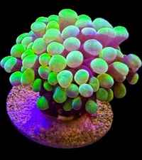 Live Coral Euphyllia Cristata Green Tip 1 Head