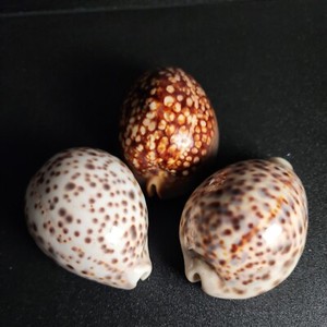 3 Lrg Gastropod Cypraea Tigress Mauritiana Shell F/ F+ Sealife Decor 3.25"-3.5"