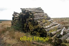 Photo 6x4 Log Pile Neate Burn Log pile at Andrew's Knowe in Kielder  c2008