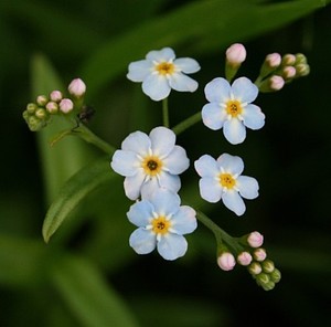 F0493 Myosotis Scorpioides X50 Seeds Forget Me Not Ebay