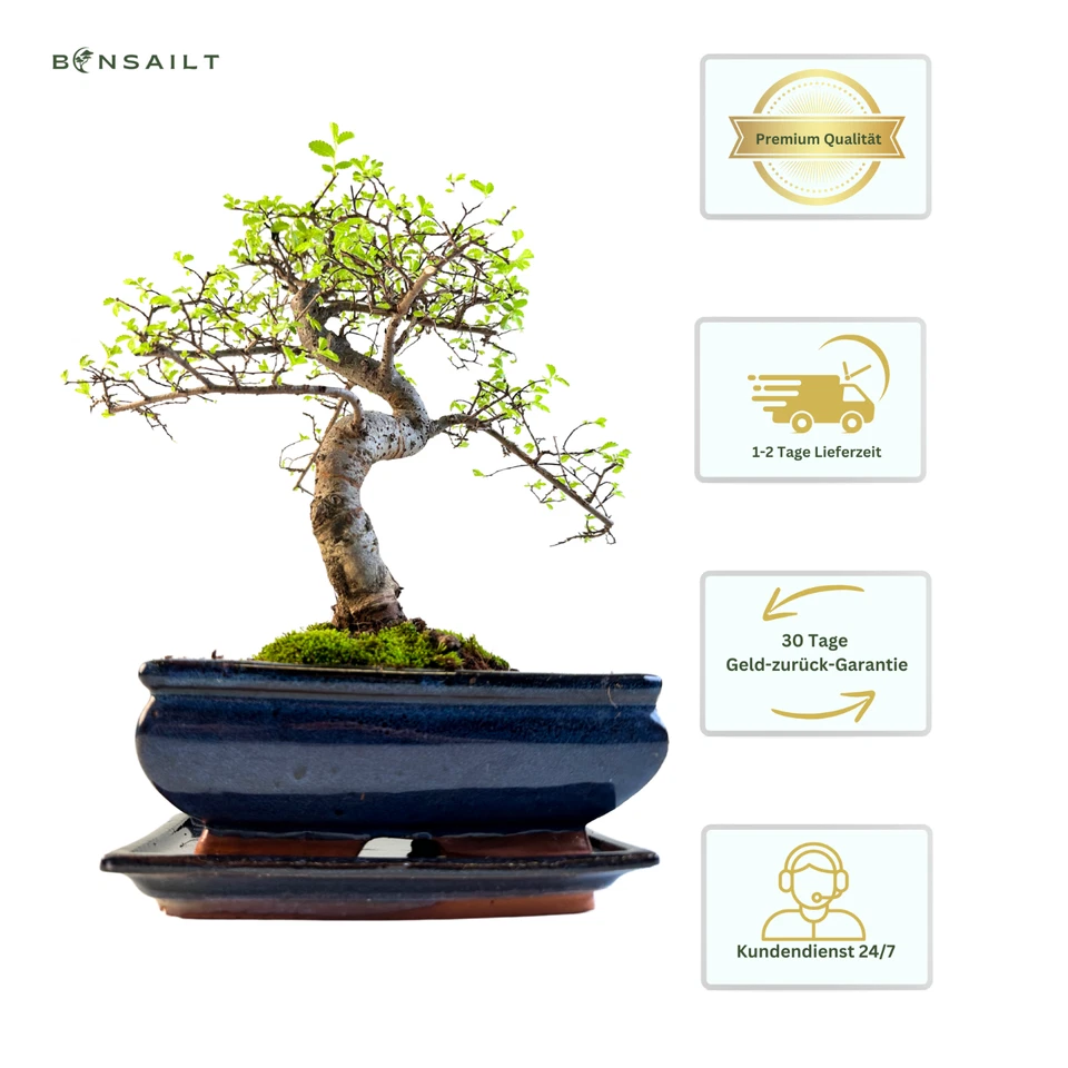 Chinesische Ulme Bonsai Baum 35-40 cm, 8-9 Jahre alt - Pflegeleichte Zimmerpflan - Bild 3 von 4