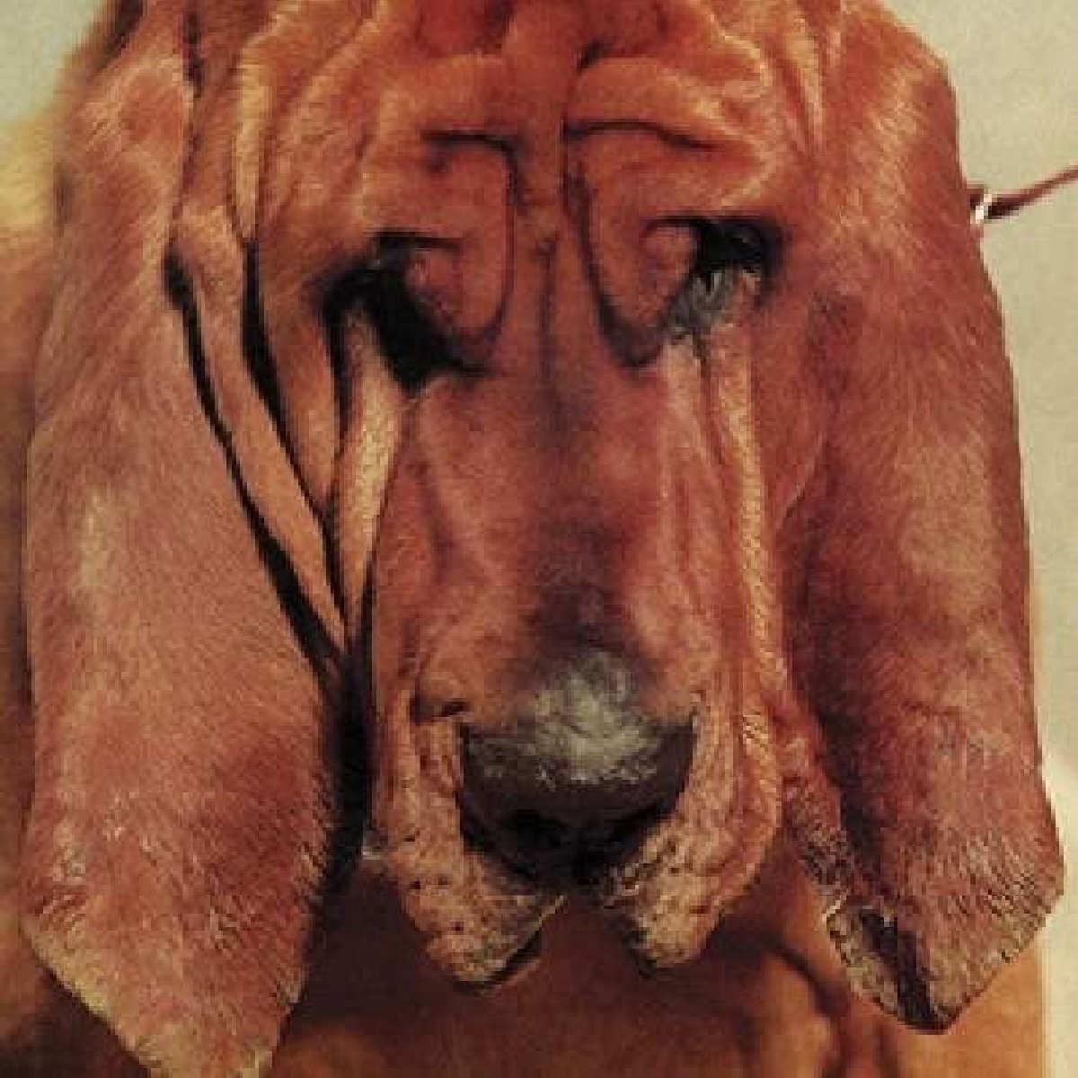 Ty Segall Goodbye Bread LP Vinyl DC479 NEW