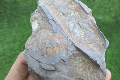 Declivolithus Trilobite Fossil Ordovician Morocco