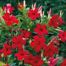Red Mandevilla Plant – 10–20in Tall – Tropical Climbing Vine – Ship no pot
