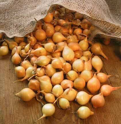 French Red Shallot Fall-Shipped Bulb Sets