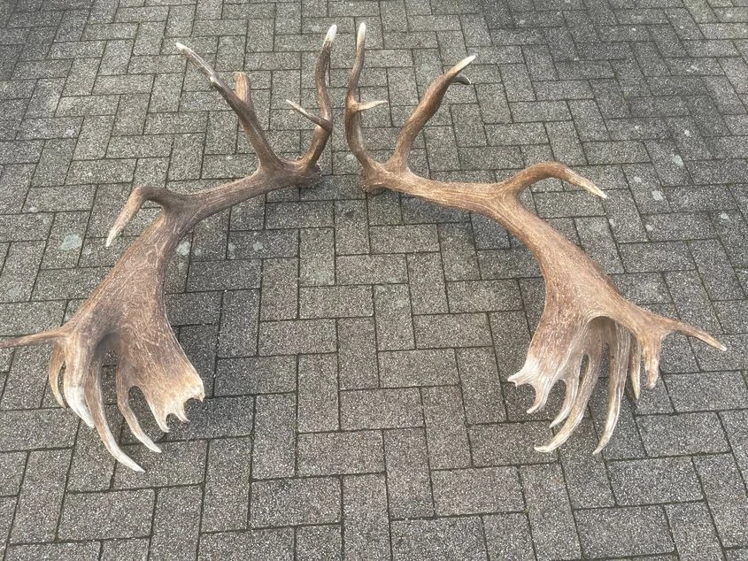 ABWURFSTANGEN Rothirsch  DEKO Hirschgeweih - Bild 4 von 4