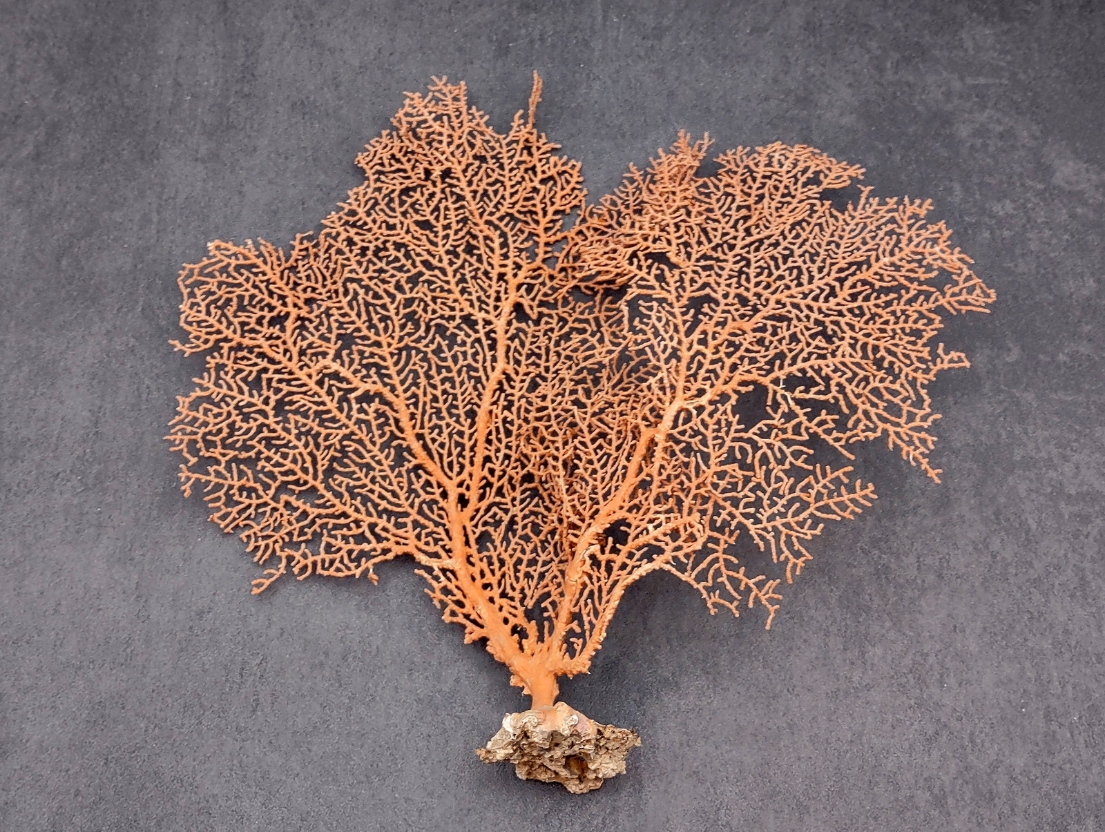 Red Orange Sea Fan Coral Echinogorgia SP (1 fan approx. 7-9+ inches)