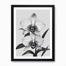 Quadro stampa tela poster arte parete incorniciato Phragmipedium Orchids inchiostro 2 arte Pri