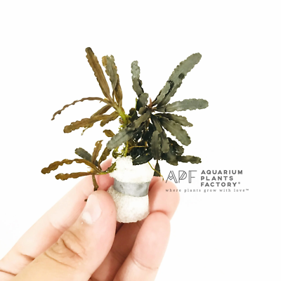 Bucephalandra akantha Entikong Sanggau Kalimantan barat 【TB