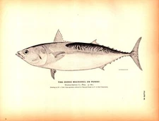 THE HORSE MACKEREL OR TUNNY, COLLECTED IN VINEYARD SOUND Antique engraving 1884