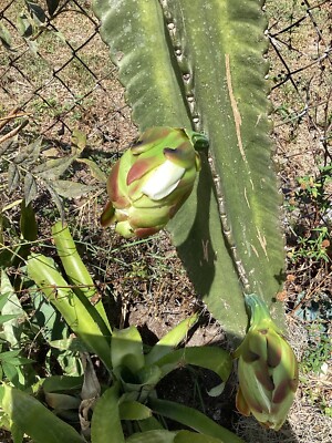 elefantenfu blumenerde Elefantenfu - Beaucarnea recurvata