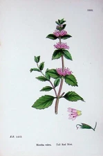 Old Antique Print Botany Plants C1902 Tall Red Mint Mentha Rubra Flowers 20th