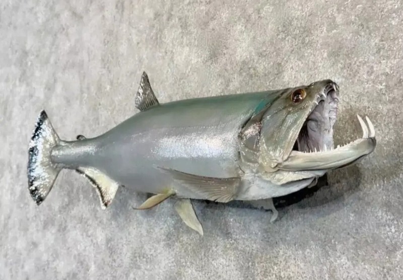 38" Payara Amazon River Monster Professional Taxidermy Fish 