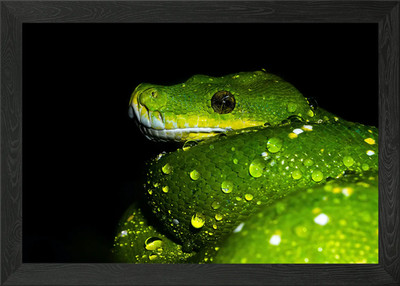 Ein grüner Baum Python gerahmtes Wandbild Poster Leinwanddruck Bild