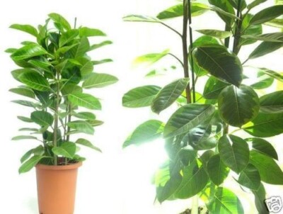 Gummibaum Ficus Pflanzen fr die Wohnung drinnen Zimmerpflanze gro  pflegeleicht | eBay.de