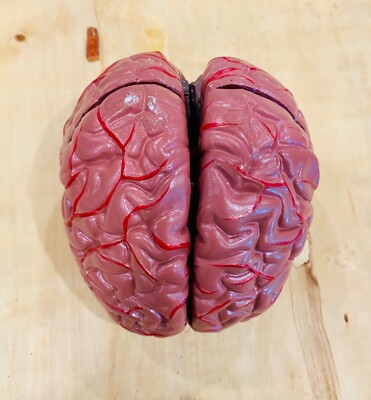 Life size medical model 8 piece human brain. 3 pieces available for ...