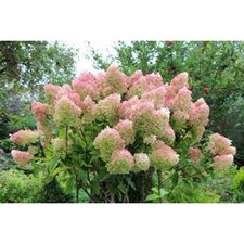 2 Beautiful Pee Gee Hydrangea trees 2 ft tall ready to plant! spring blooms