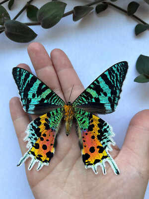 Urania ripheus, Madagascar Sunset Moth, SUSTAINABLY SOURCED, unmounted