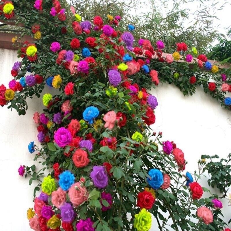 25 CLIMBING ROSE SEEDS Garden Plant Flower rare exotic USA seller
