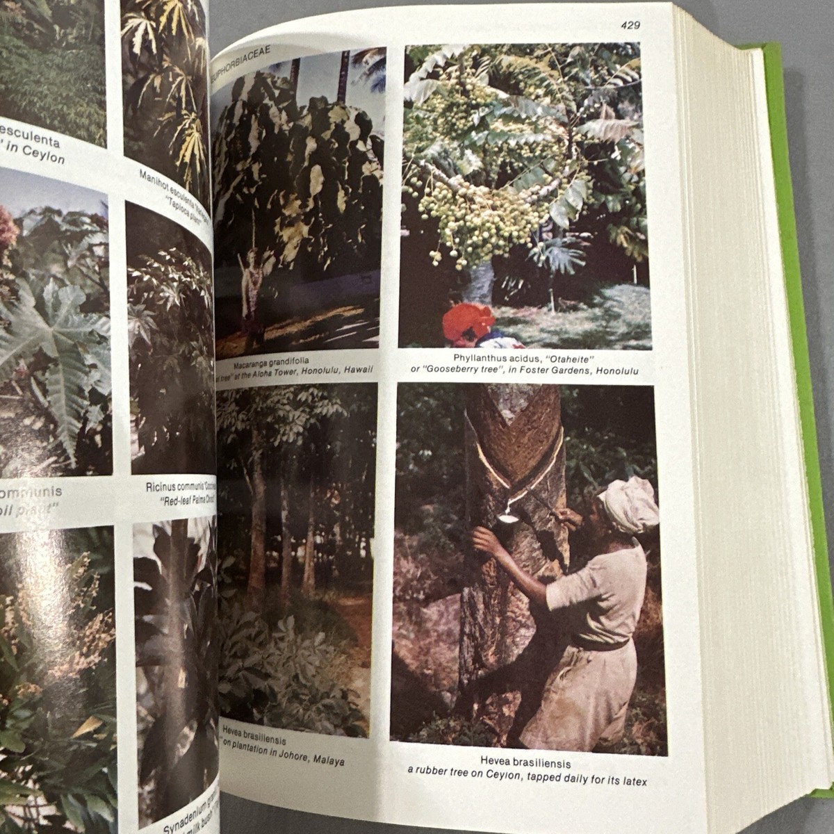 洋書 TROPICA: Exotic Plants and Trees Tropica - Color Cyclopedia of Exotic Plants and Trees - for
