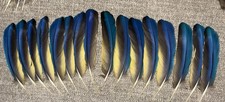 16 Blue and Gold Macaw Left & Right Flight Feathers 8&rdquo;-8.75&rdquo;