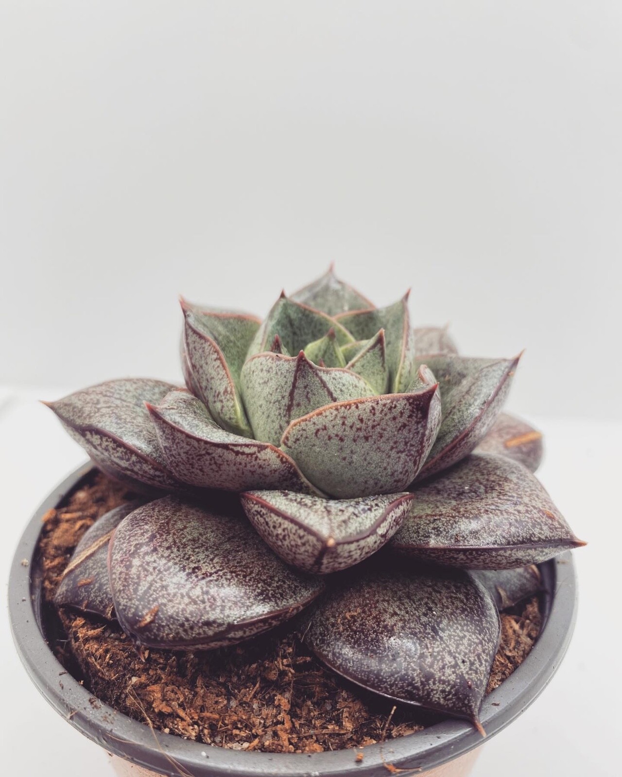 ECHEVERIA DIONYSOS SUCULENTAS SUCCULENTS 13CM POT PLANTS 