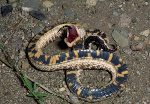 More Western Hognose playing dead photos