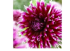 Alauna Clair Obscur Cactus Dahlia Tuber Bulb -1 Root Clump