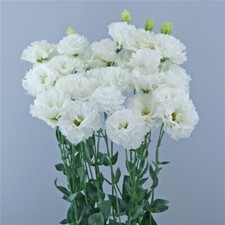 Flower Seeds Lisianthus Seeds Celeb Vanilla 25 Pelleted Seeds Cut Flower