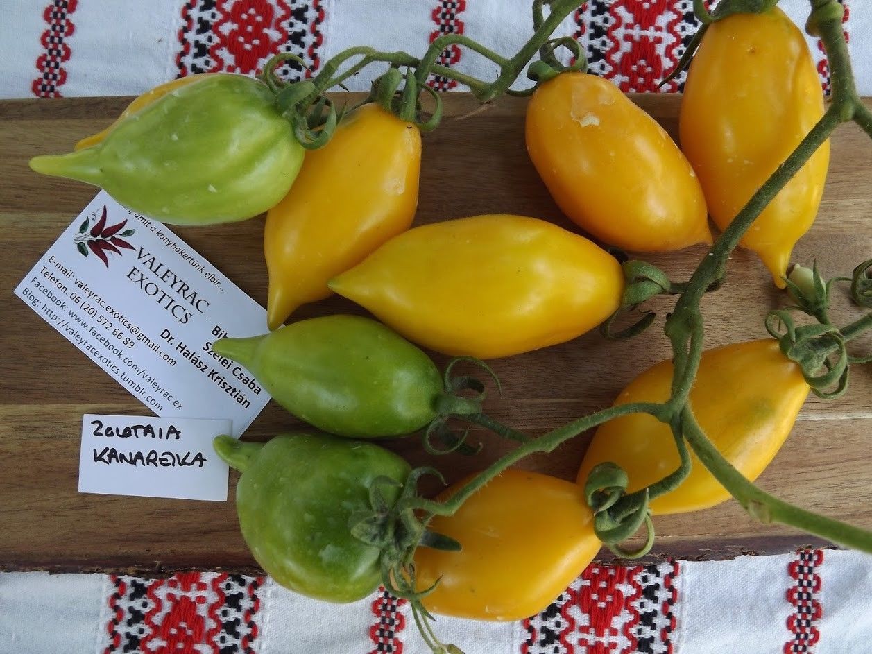 Tomate Canario Dorado - Zolotaia Kanareika - 5+ semillas - ¡AMARILLO y DULCE! P 252