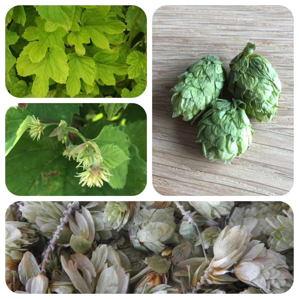 Heilkräuter der Heiligen Hildegard von Bingen Samen zum Aussuchen