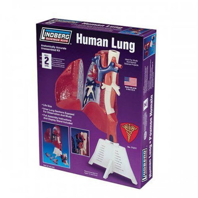 ZM71311 - HUMAN LUNG ANATOMY MODEL KIT LINDBERG UNASSEMBLED LIFE SIZE