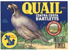 QUAIL Vintage Sacramento, California Pear Crate Label, Bird, *AN ORIGINAL LABEL*