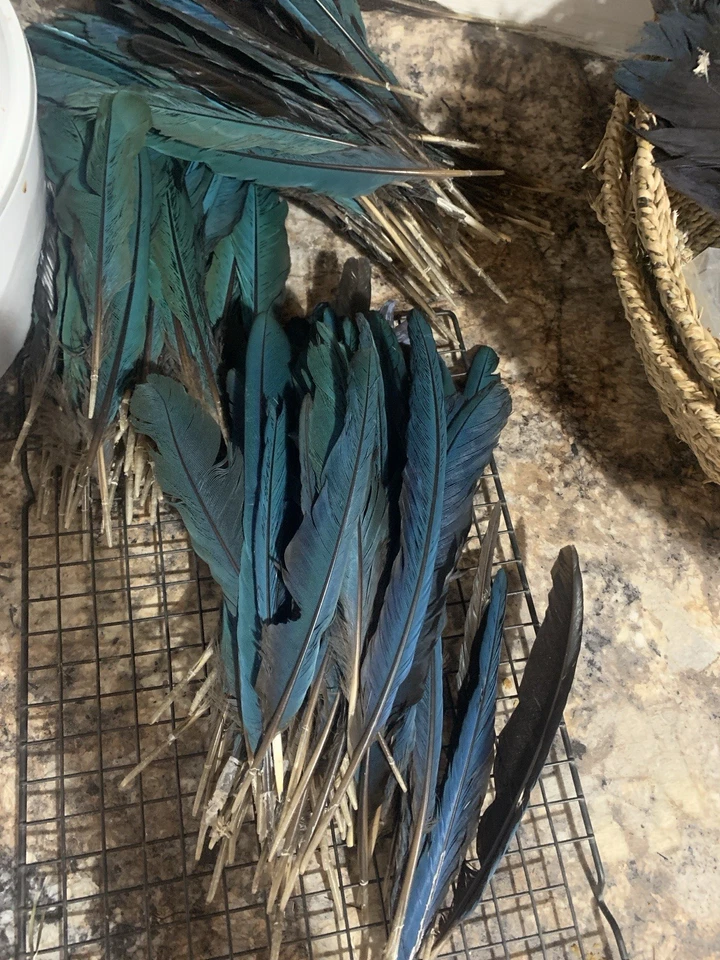 Más de 50 hermosas plumas de guacamayo turquesa/verde y algunas negras. ¡3 juegos disponibles! Foto 4 de 4