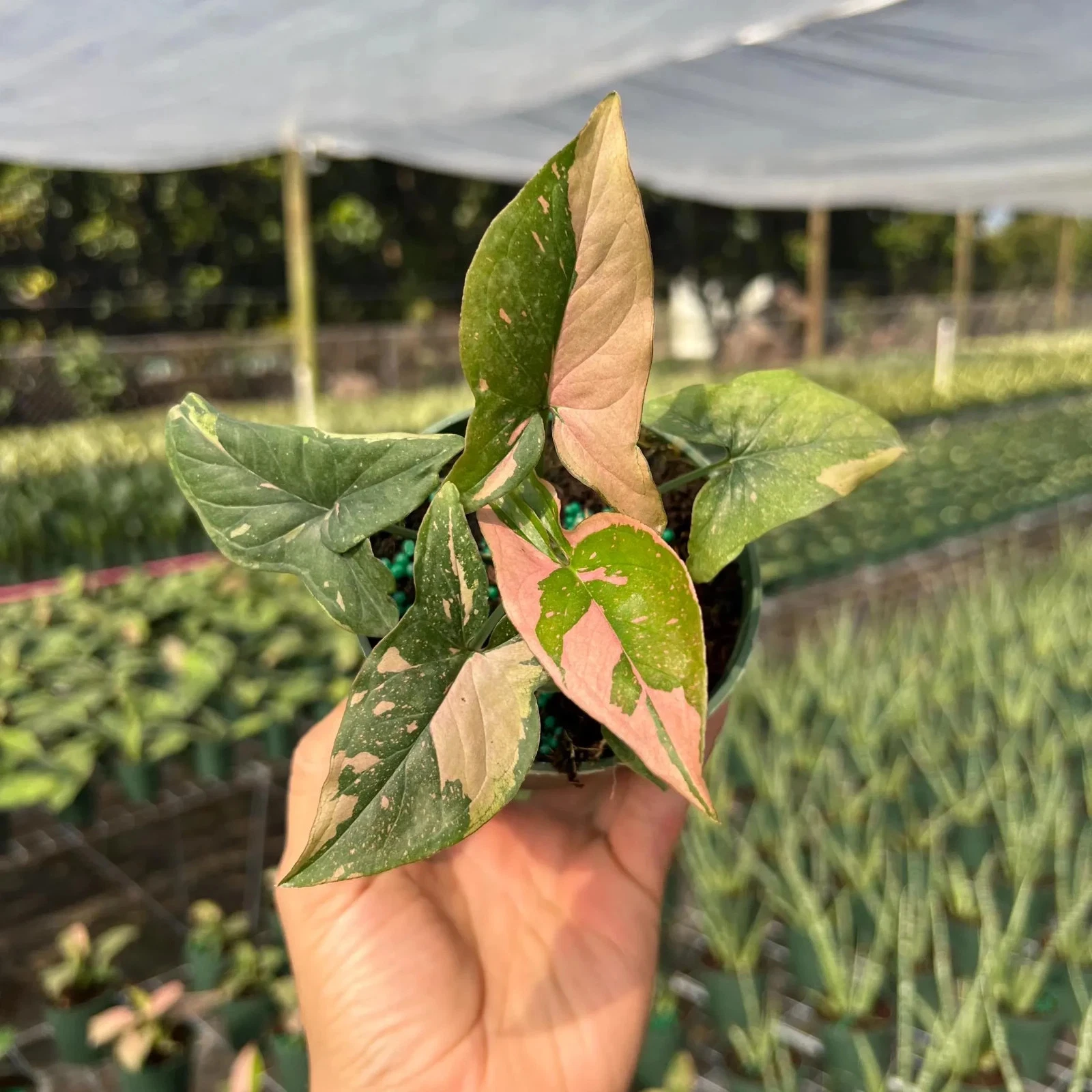 Syngonium Pink Splash Plant - Rare Variegated Arrow Head Leaf Plant in 4" Pot