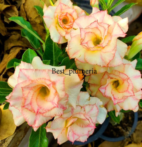 Adenium Obesum Wüstenrose ""Himmel"" 200 Samen - Bild 2 von 6