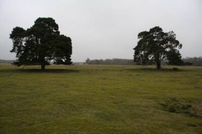 Photo 6x4 East Wretham Heath East Wretham/TL9190 Open, close-cropped tur c2008