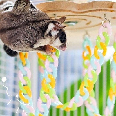 Zuckergleiter Kletterspielzeug Kletterseile Hängeschaukel für Papageien Ratten Spielen