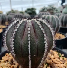 Uebelmannia pectinifera seedgrowth RareSucculent plant Cactus Garden 4CM