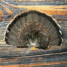 Real Wild turkey Tail feathers plume art fan Bustle Fly Tying Craft Mount Voodoo