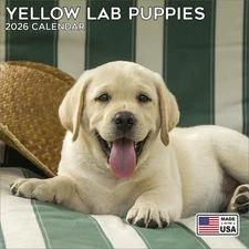 Yellow Labrador Pups Calendar 2026 - Dog Breed Calendar - Made in the USA!