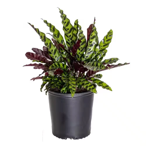 United Nursery Calathea Rattlesnake Prayer Plant - Thumbnail 2