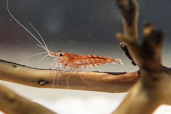 12x GAMBA NEOCARIDINA RED CHERRY, para acuario, pecera de agua dulce y caliente.