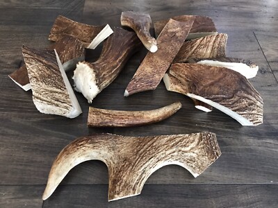 1 Pound of Maine Moose Antler Dog Chews! Organic! Treats! Medium/Large