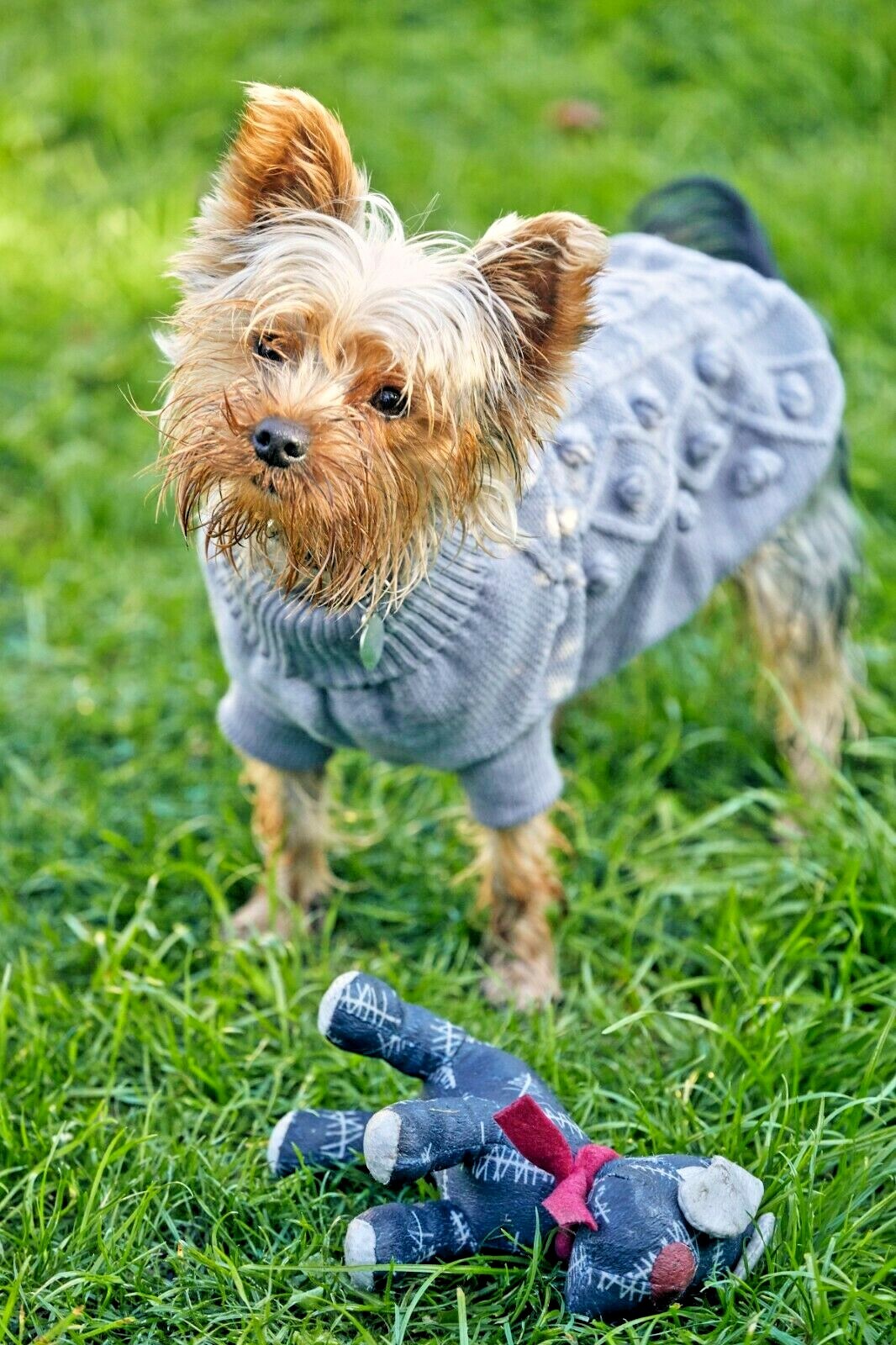 Grey Knitted Dog Jumper by Petface 