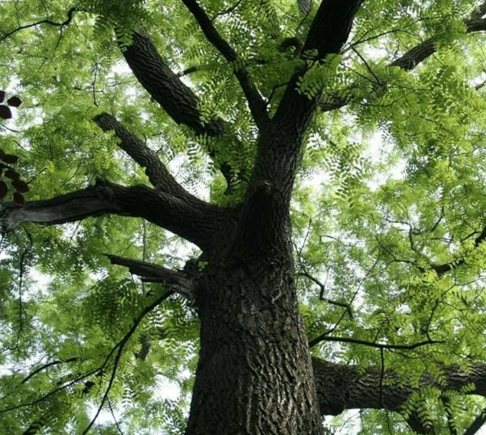 Nogal negro - árbol vivo en maceta de 4 pulgadas (12-18" de alto) Foto 4 de 4