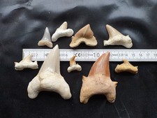 Fantastische große Haizähne bis 8cm - Tertiär - sehr alte Sammlung - Fossilien