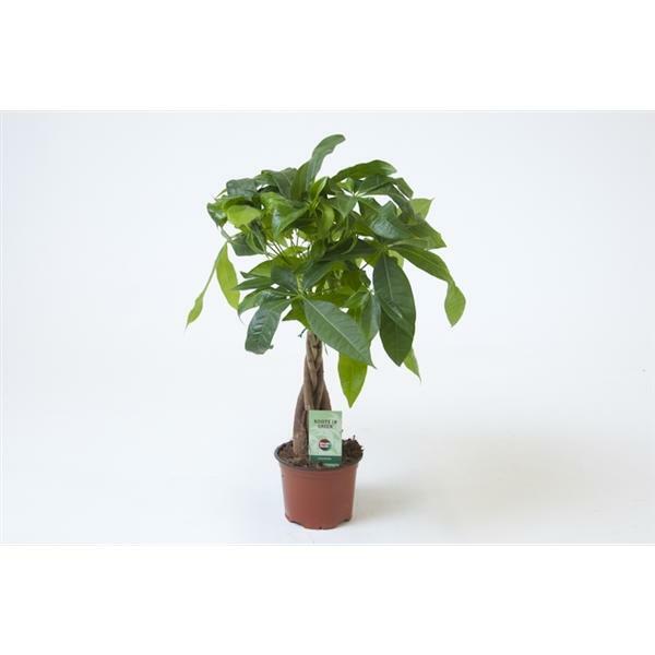fensterblatt pflanze kaufen Monstera Super White main image 0