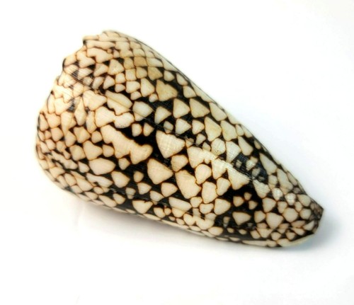 Large Conus Marmoreus Seashell Brown and White Ocean Decor JH1358